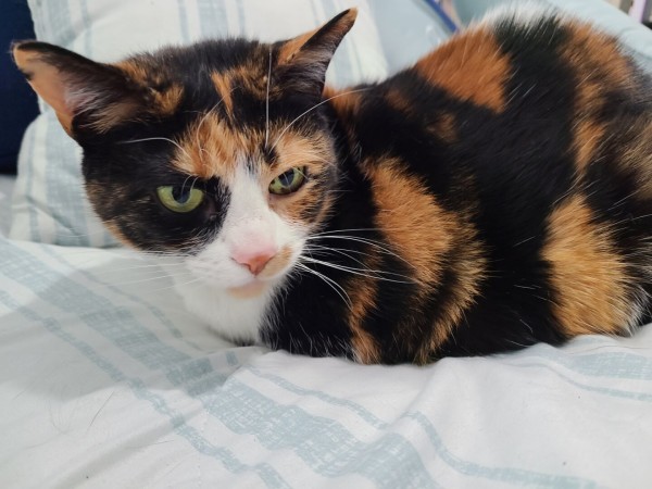 Photo of the face of a calico cat with yellowish green eyes, light brown around the left eye and black fur around her right eye. Her nose / mouth have white fur. Brownish and black fur are alternating in random streaks on her back. She is laying on a bed with a  white comforter with light blue stripes.
