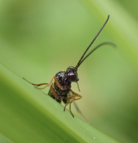 A black wasp with orange limbs and long antennae peeks from behind a leaf of grass.