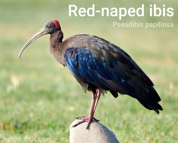 Red-naped ibis, Indian black ibis or Black ibis (Pseudibis papillosa). Adult. Conservation status: Least Concern. CC: HOCT 📷: Photo by sscheema via Pixabay 2020

The photo shows a striking dark-coloured bird with a long, curved bill. It has a red patch on the back of its head, which is how it gets its name.
