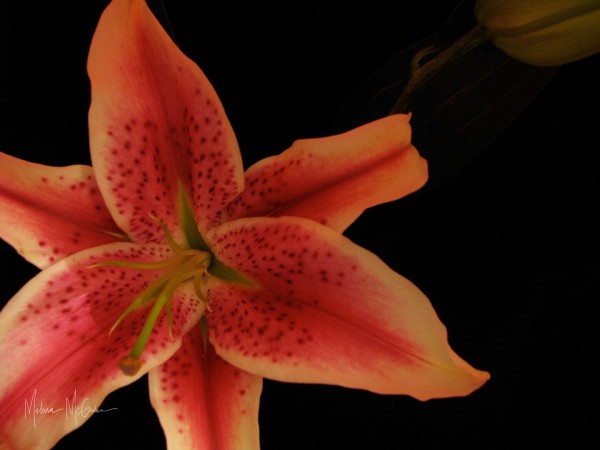 A closely cropped image of a lily. It has pink and orange petals. The background is mostly black but to the top right of the image, the lower part of another flower is visible, although it’s quite dark.