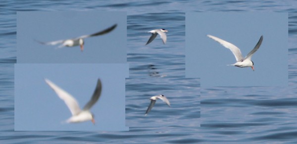 a collage of 5 pics of the same white bird in flight. It has a black cap and an orange bill. Seen with either water or sky in the background.