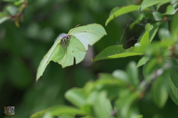The brimstone is a large butterfly with a greyish body and characteristically veiny and pointed wings. Males are lemon-yellow, while females are greenish-white with orange spots in the middle of each wing. Brimstones rest with their wings closed