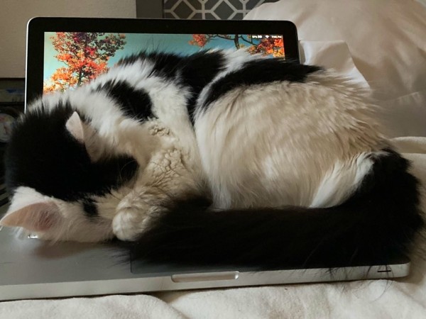 White & black cat sleeping on the keyboard of a Macbook Pro. 