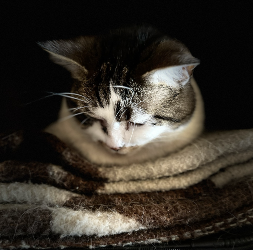 A head-on portrait of a  mackerel blended tabby with white floof on her face, neck, and chest, in a cat loaf on a brown and cream wool blanket . She looks down, disdaining to show herself to the camera. 