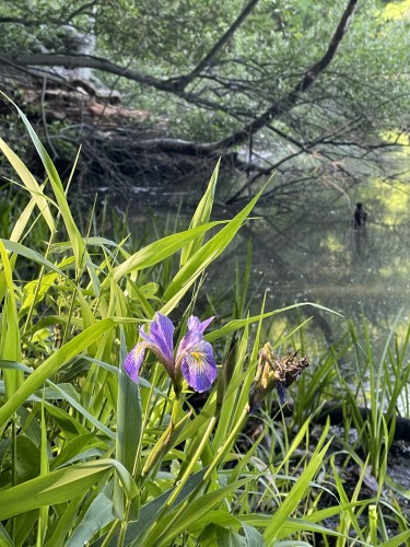 On a marsh edge, a purple iris bloom catches the morning light with green leaves and grasses behind it. A fallen tree leans into the water in the distance. 