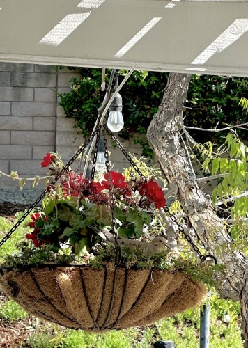 A grey mourning dove hides among the red and white flowers in a hanging basket. 
The basket is black iron filled with brown woven coco fiber; it hangs from a white beam of the patio cover. A few outdoor light bulbs are visible. 