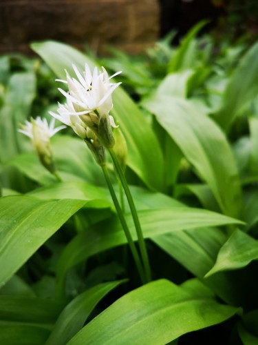 An image of a Wild Garlic plant in reasonable close-up. There are three delicate white flowers stop individual stems. Each flower has numerous thin, white petals, pointing upwards.

The rest of the image is of their green leaves. These are like wide blades of grass in shape.