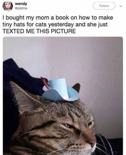 A daughter gave her mother a book on how to make tiny hats for cats (just yesterday.) Today, her mom texted her daughter a picture of a cat with an adorable baby blue cowboy hat with a pink band.