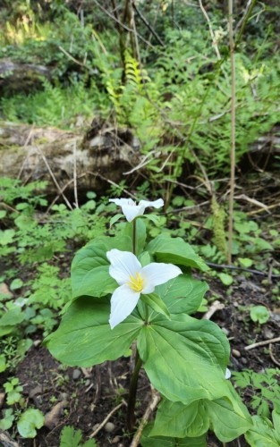 A pair of white wildflowers (Trillium ovatum) sprout from the dark soil along the Mima Falls East Trail in Capitol State Forest. The tri-petal flowers and their broad leaves are in full bloom.