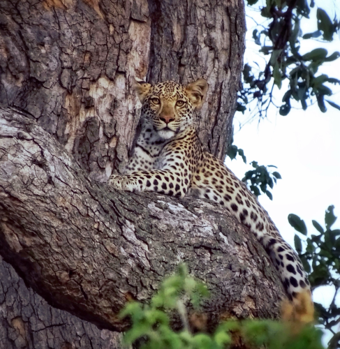 A beautiful young leopard is relaxing on a very wide tree branch high, high up in a tree. His beauty is breathtaking. As captured on the Okavango Delta, Botswana 