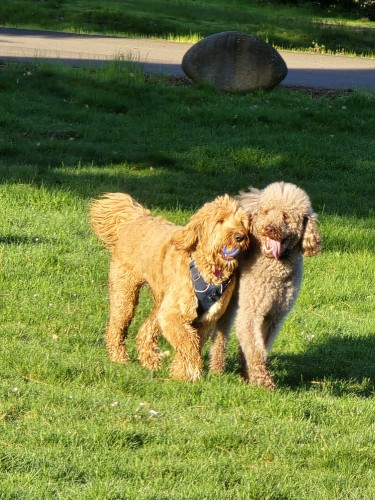 Two doodles running side by side. One has a ball and the other just wants to have fun running with her.