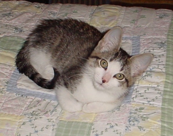 A tabby and white kitten with light green eyes and spots on his nose.