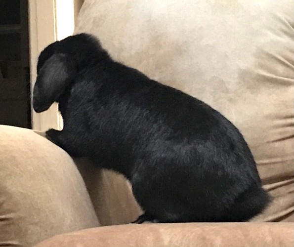 A photo of a small black lop-eared and quite shiny bunny standing with his back feet on a cushion and front paws on the armrest. He’s looking away from the camera and just looks like an ultimate fluffy glossy little friend shape. 