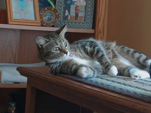 A lazy young tabby cat is lying on her side on a multi-colored braided runner on a bookcase. She has white markings on her face, chest and feet.  Her amber-colored eyes are looking towards the right.