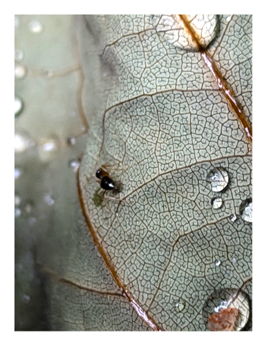 extreme close-up on overcast day. the underside of a fallen, dried and curled, pale sage tuliptree leaf with brown veins and scattered raindrops. a black ant walks away, headed towards an out of focus part of the leaf at left.