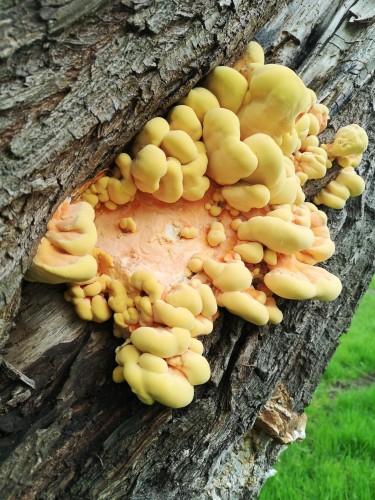 An image of part of a tree trunk or bought, sloping from bottom left to top right of the image. It has somewhat gnarly, light grey-brown bark covering it. Growing from the tree is a large clump of brightly coloured, yellow-orange fungus. The fungus fruiting body resembles a number of short, fat, fingers.

This could be "Chicken of the Woods" but as there are half a dozen, or so, look-alike fungi which are poisonous, it's quite possibly not the edible fungus I think it is. Best left on the tree!