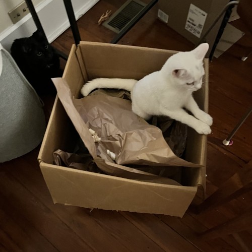 a white kitten stands up inside a cardboard box, with her front paws out the edge of the box, looking for her brother, a black cat, who is behind her, looking at her from the shadows