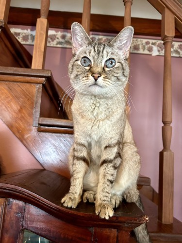 A lynx point Siamese sitting on top of a wooden cabinet looking at the camera either big blue eyes. He has bold tabby stripes on his face and legs, and a subtle necklace-like stipe across his chest.