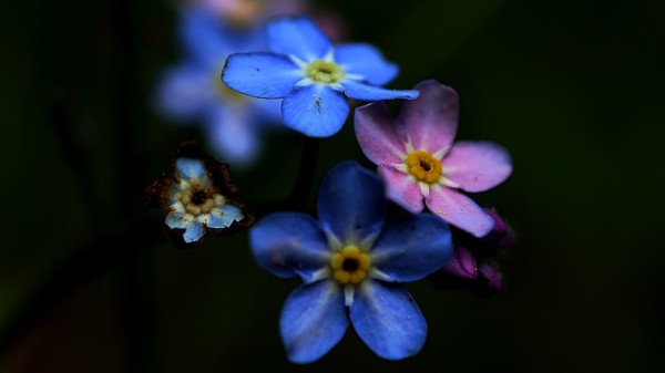 They are four tiny flowers, called forget-me-nots, they have five petals, bright blue, one has its petals burned at the tips, and another is pink.