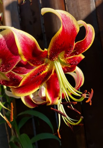 A lily in the late afternoon. Its petals are vivid red lined with lime green and with more lime green at the center if the flower, where there is also a bumpy texture. The pistil and stamens are lime green with pollen-covered orange knobs on the end. The background is dark