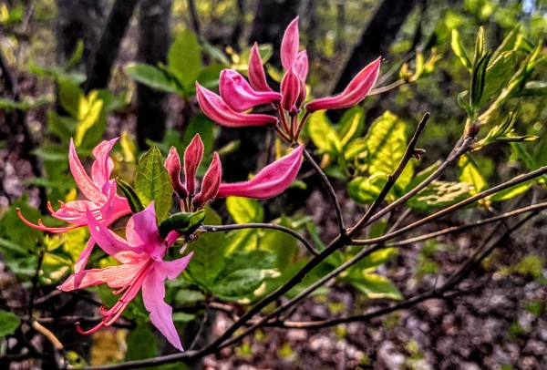 In a sun-dappled forest we are looking at a close-up of a branch of a shrub that has a cluster of pink buds and blossoms in various stages of opening. The blossoms have long, pointed petals and long stamens projecting from their centers.