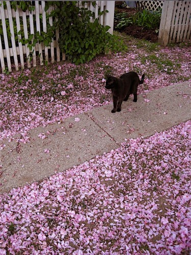 Lovely pink cherry blossom petals carpeting a sidewalk…and a black cat tiptoeing through them. 