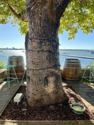 A tree in a patio overlooking Matilda Bay