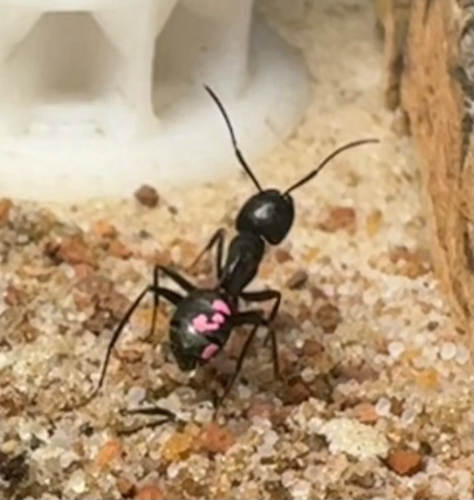 A black ant with pink paint on her gaster. 