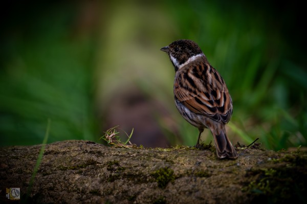 a male reed bunting perched on a log