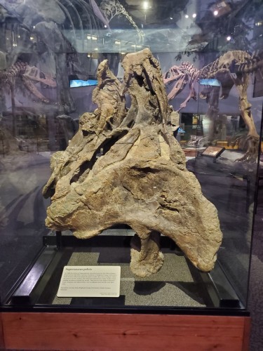Within a large glass case, a wide Supersaurus pelvis sits tall in a metal support. It is in profile facing right and has a light tan color. In the background, Torvosaurus and Brachiosaurus skeletal. replicas can be seen.