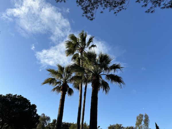 A group of four tall palm trees reach into a blue sky, partially obscuring one or two thin, white clouds.
