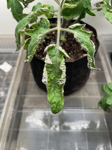 What’s wrong with my tomatoes?