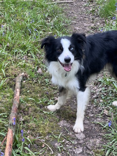 Photo: A collie demonstrates his find and fetch prowess with a large stick, discovered in the middle of the wood!