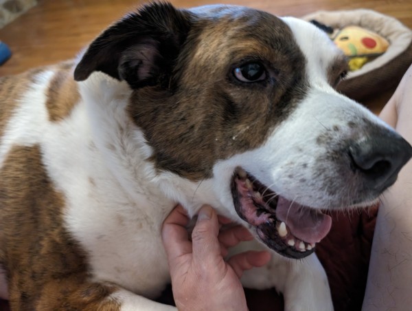 A white and brown dog lying on a couch, smiling as his dad rubs his neck