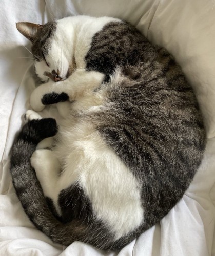 A cat curled up asleep on a white blanket 