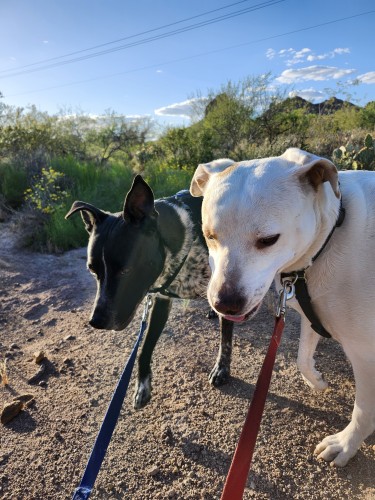 Two dogs enjoying a walk in the desert.