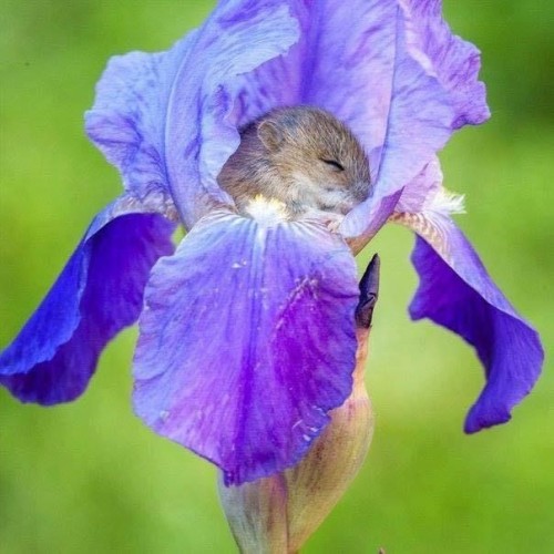 A field mouse asleep inside an iris