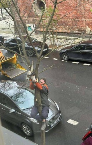Man on tree chainsawing a branch and doing it safely and probably won't get hit with branch.