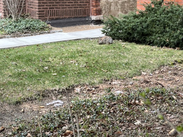 A rabbit sitting in a grassy area with bushes and a brick building in the background.