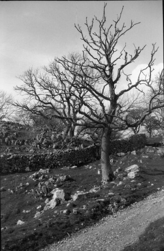 A bare tree in a rocky landscape near Feizor, North Yorkshire