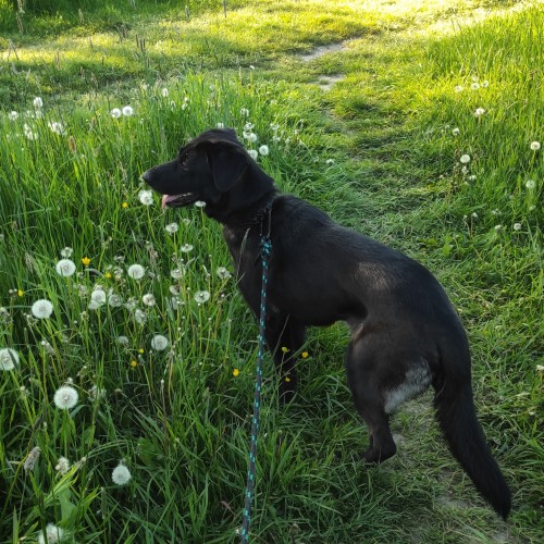 czarna suczka w typie labradora stoi na polnej ścieżce, na smyczy, patrząc w lewo. wokół niej trawa i dmuchawce. pogodne popołudnie. 