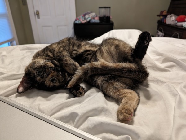 soot, a torbie kitten, rolled on her back looking silly