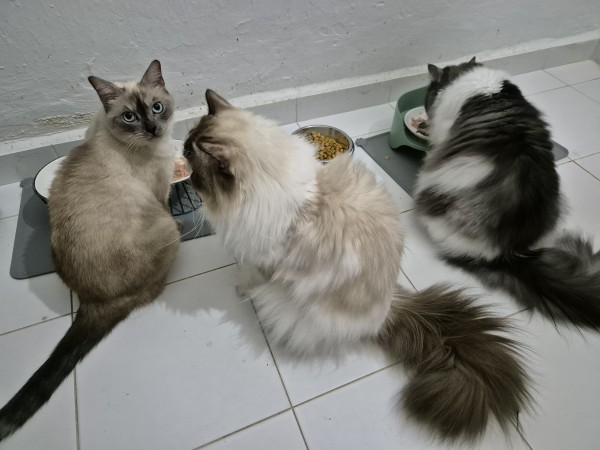 Photo of three cats eating food