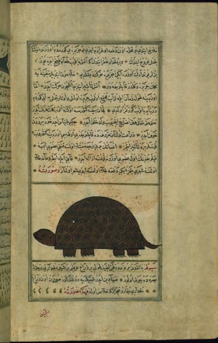 Text in Ottoman Turkish with illustration of a turtle 