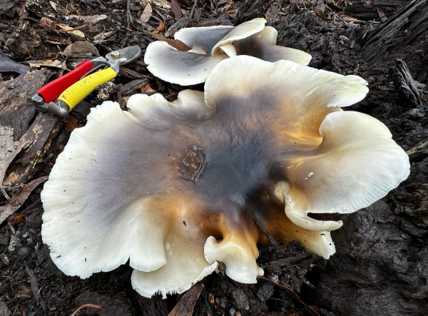 Ghost fungi (Omphalotus nidiformis) in the rain near Corunna. NSW. 