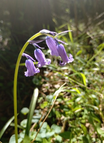 A wild bluebell with four small purple flowers hanging down. They are brightly lit from above, in front of a dark tree trunk, and surrounded by the green growth of the forest floor.