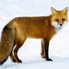 foxes avatar