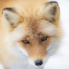 foxes@lemmy.ml avatar