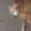 blurrypicturesofdogs@lemmy.world avatar