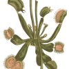 carnivorousplants avatar